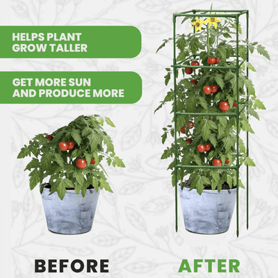 itoolmax square tomato plant cage before and after
